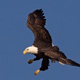 12SB8933 Bald Eagle
